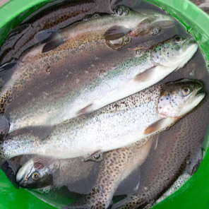 Fisch Eimer